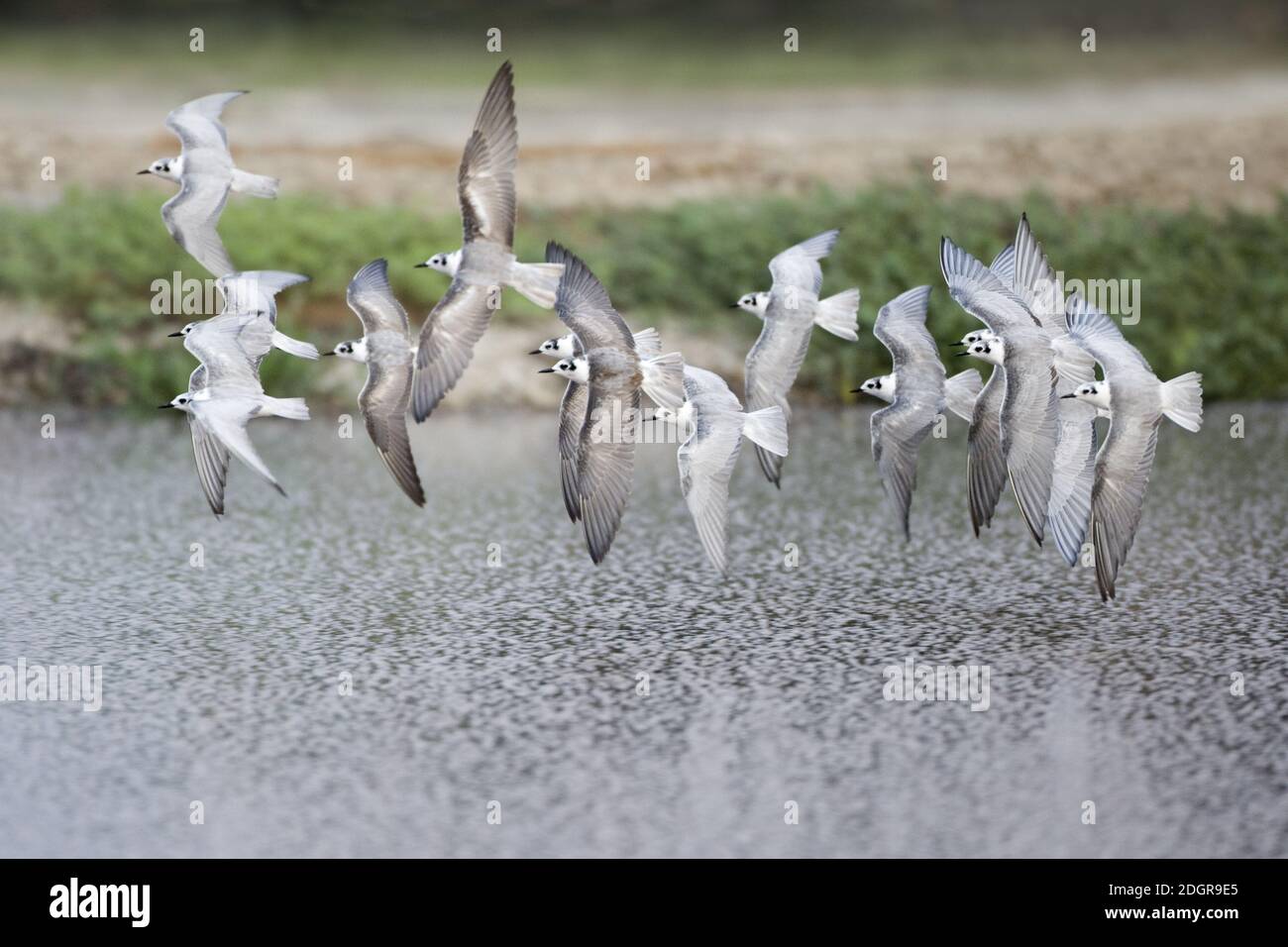 Vol hivernant des sternes blanchâes à Oman.Flock volant rapide. Banque D'Images