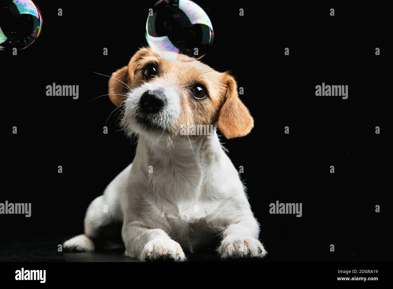 Fou heureux. Jack Russell Terrier petit chien. Mignon chien joueur ou  animal jouant sur fond noir avec des bulles de savon. Concept de mouvement,  d'action, de mouvement, d'amour des animaux de compagnie.