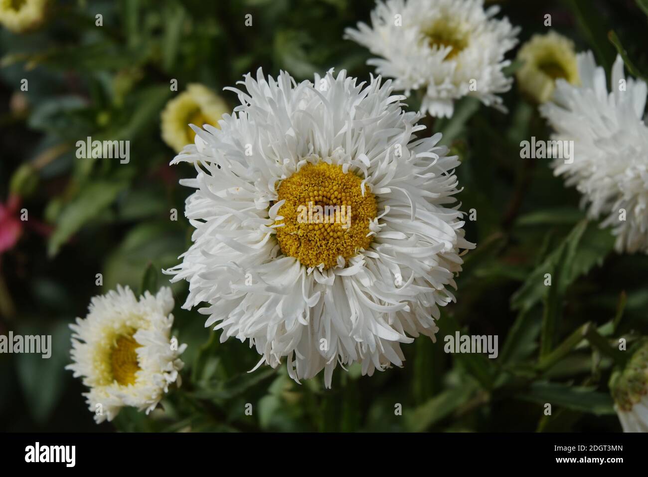 Chrysanthème blanc, ooh la araignée Banque D'Images