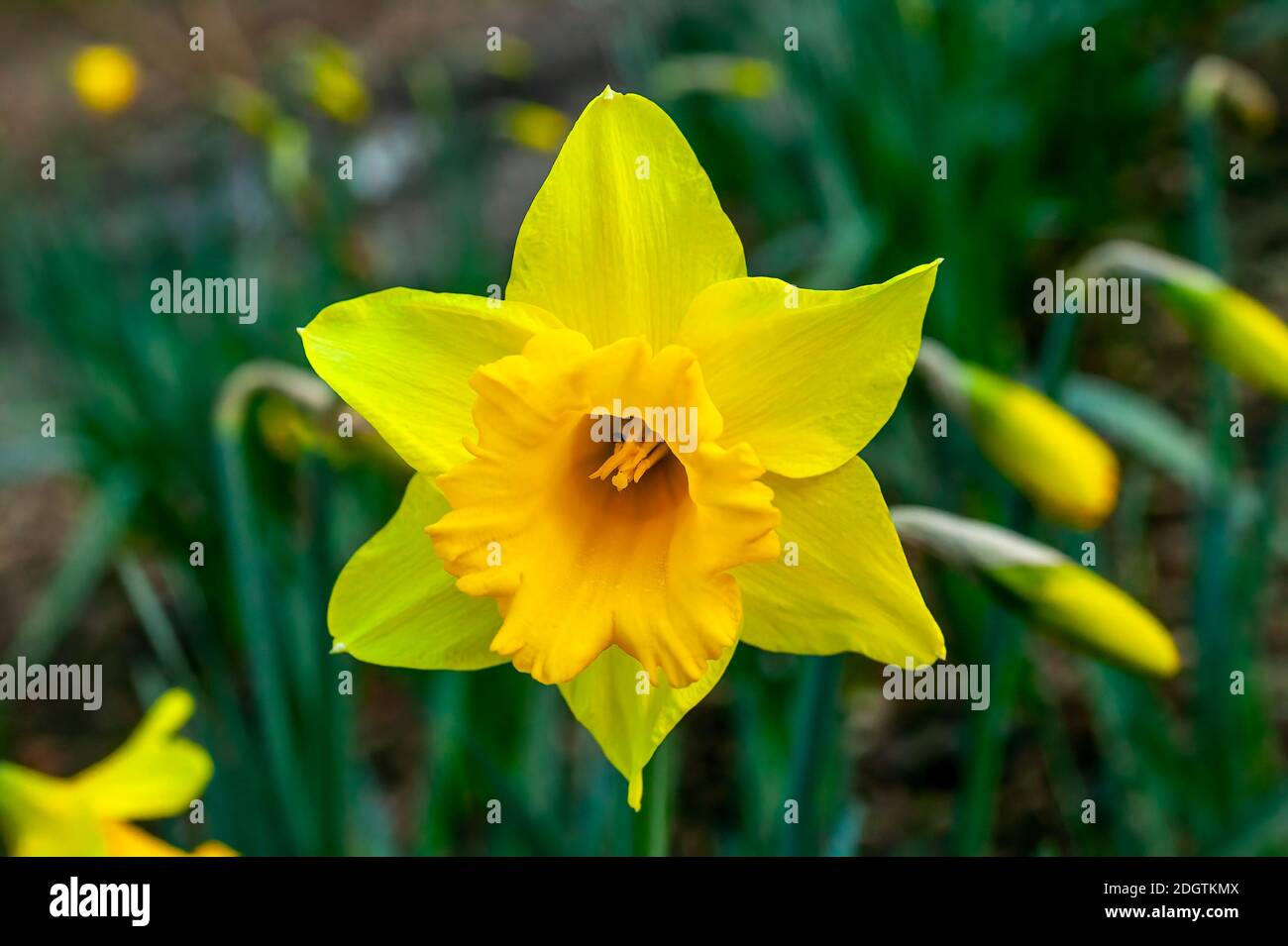 Daffodil (narcisse) 'Cornish Gold' plante de bulbe de fleur jaune de  printemps poussant à l'extérieur dans un parc public pendant la saison de  floraison de printemps, stock Photo Stock - Alamy