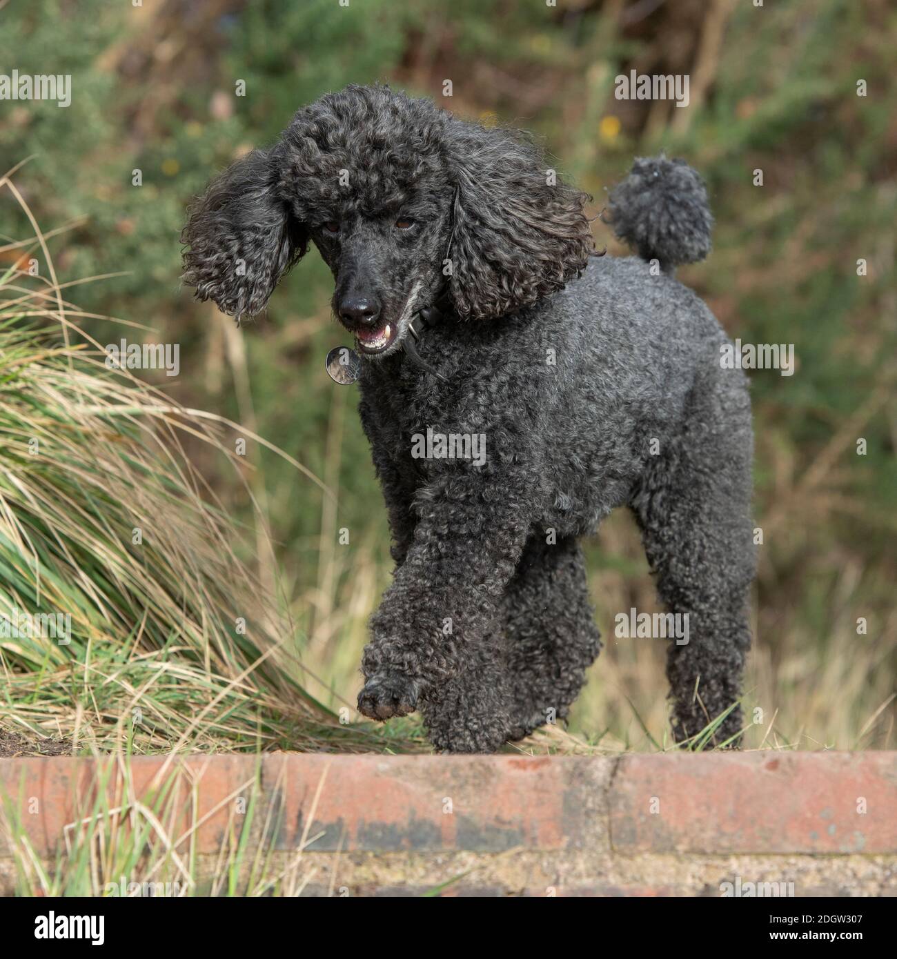 Caniche miniature Banque D'Images