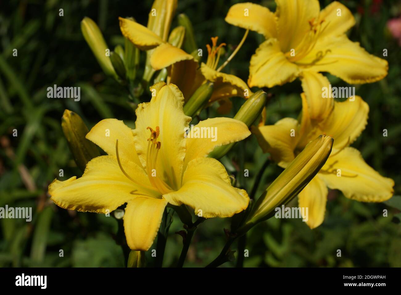 Les araignées de Daylilies à la fincelle jaune fleurissent à l'air libre. Banque D'Images