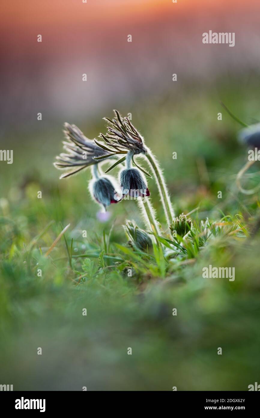 Pulsatilla-Pulsatilla pratensis subsp. Nigricans Banque D'Images