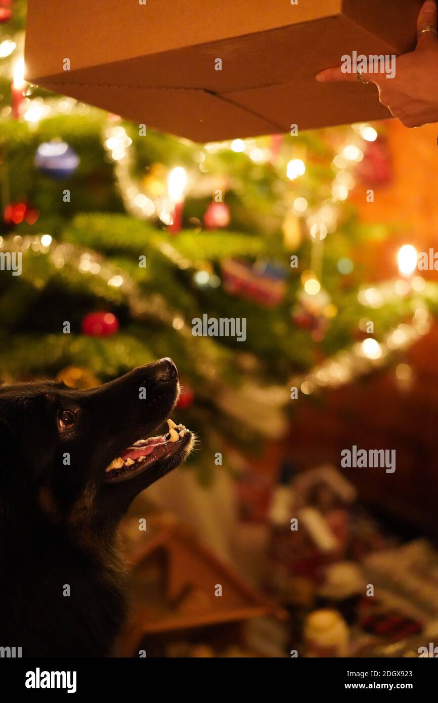 Joyeux chien noir à la bouche ouverte regardant à la personne avec boîte cadeau à la veille de Noël. Arbre de Noël en arrière-plan. Cadeau de Noël pour chien. Verticale, c Banque D'Images