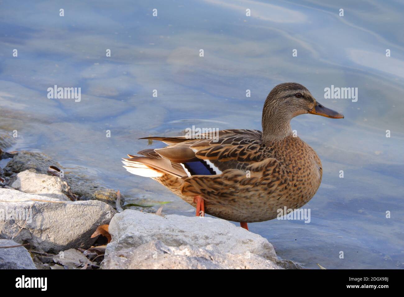 Gros plan sur le canard brun Banque D'Images Gros plan sur le canard brun Banque D'Images