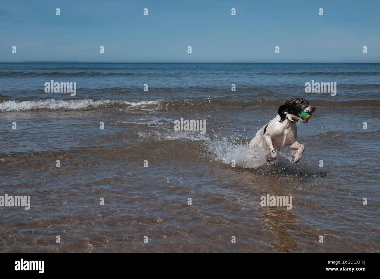 Un chien springer spaniel appréciant la chasse au ballon dans la mer à Woolacombe Beach Devon. Banque D'Images