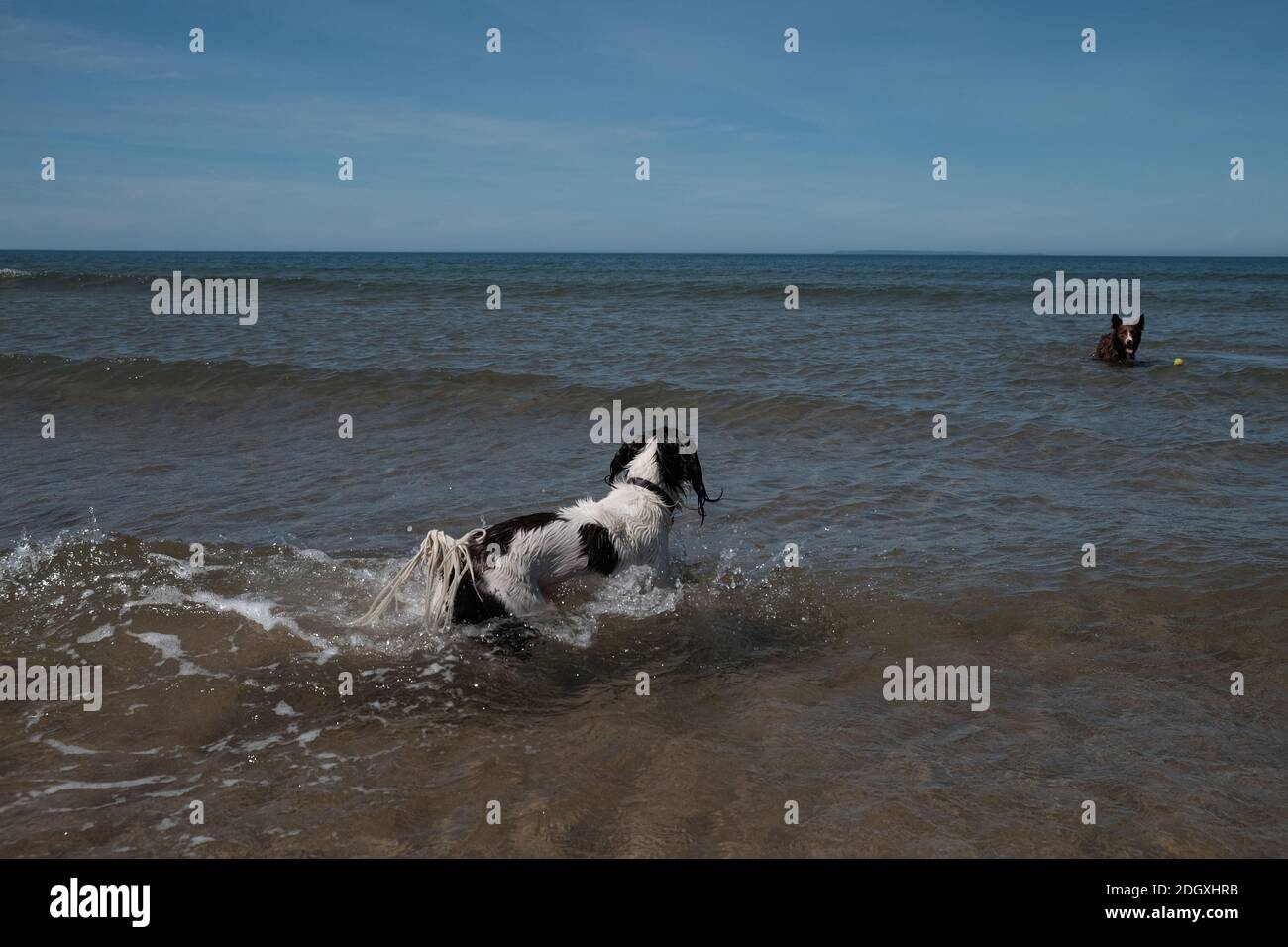 Un chien springer spaniel appréciant la chasse au ballon dans la mer à Woolacombe Beach Devon. Banque D'Images