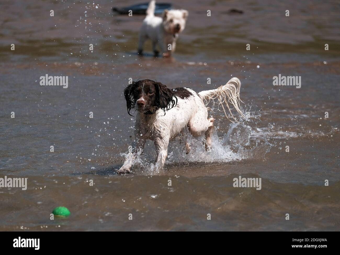 Un chien springer spaniel appréciant la chasse au ballon dans la mer à Woolacombe Beach Devon. Banque D'Images