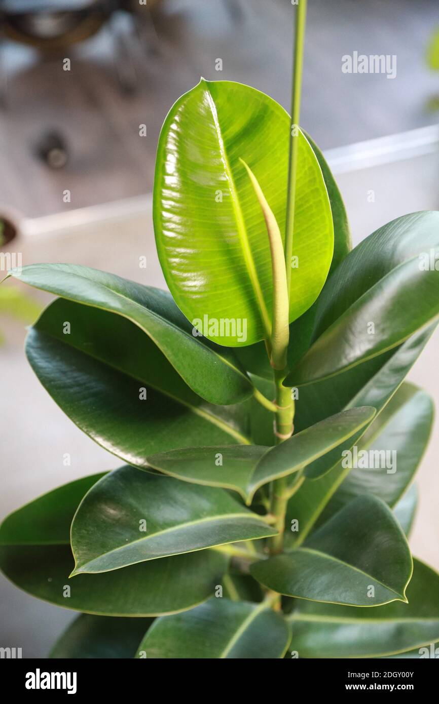 Ficus elastica arbre feuilles close up Banque D'Images