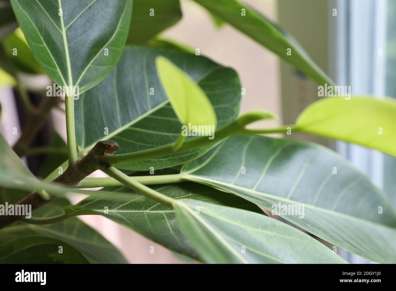 Ficus elastica house Banque de photographies et d’images à haute résolution Alamy