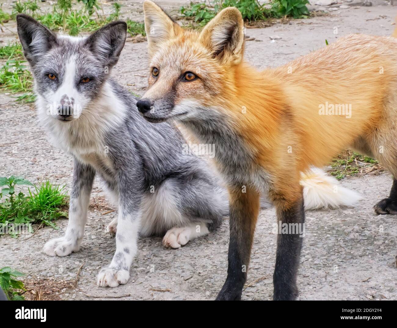 Deux chouettes renards en mousse regardant sur l'homme Banque D'Images