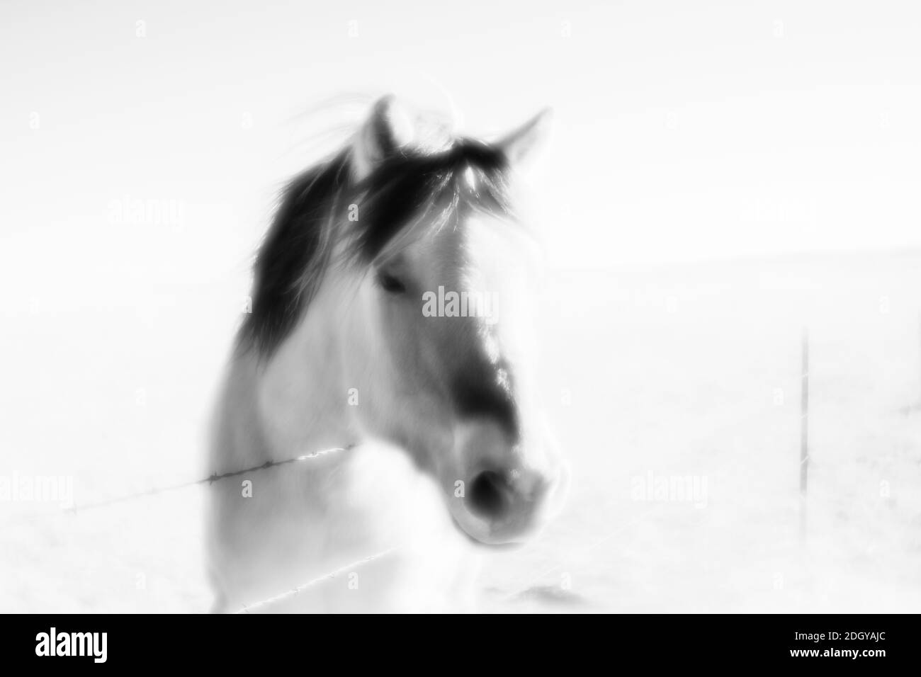 Monoens noir et blanc défoqué Art photo d'un cheval Debout dans un pré avec une clôture barbelée dans le Ouest américain Banque D'Images