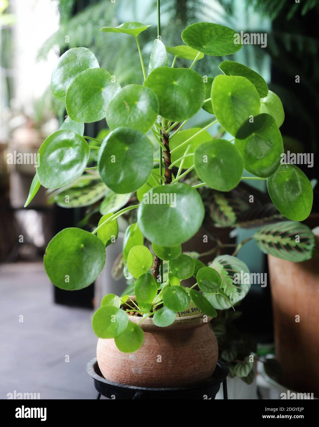 Pilea Peperomioides ou usine chinoise de monnaie dans un pot d'argile Banque D'Images