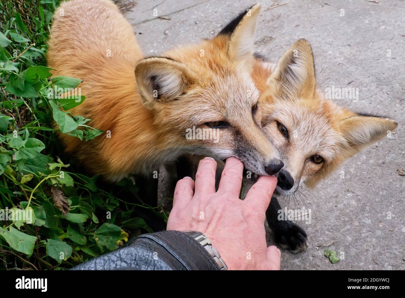 Des renards tamés jouant avec la main de l'homme Banque D'Images