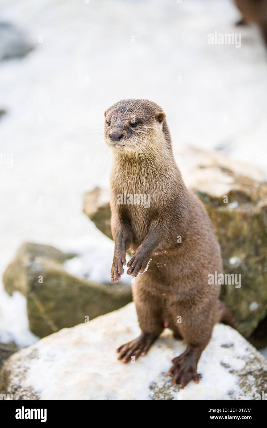 Loutre européen, ou Lutra lutra, dans la neige Banque D'Images