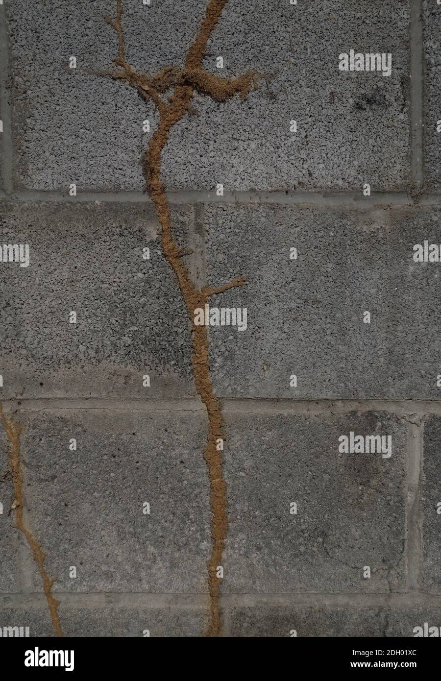 Tubes de boue termite sur un mur en béton Banque D'Images