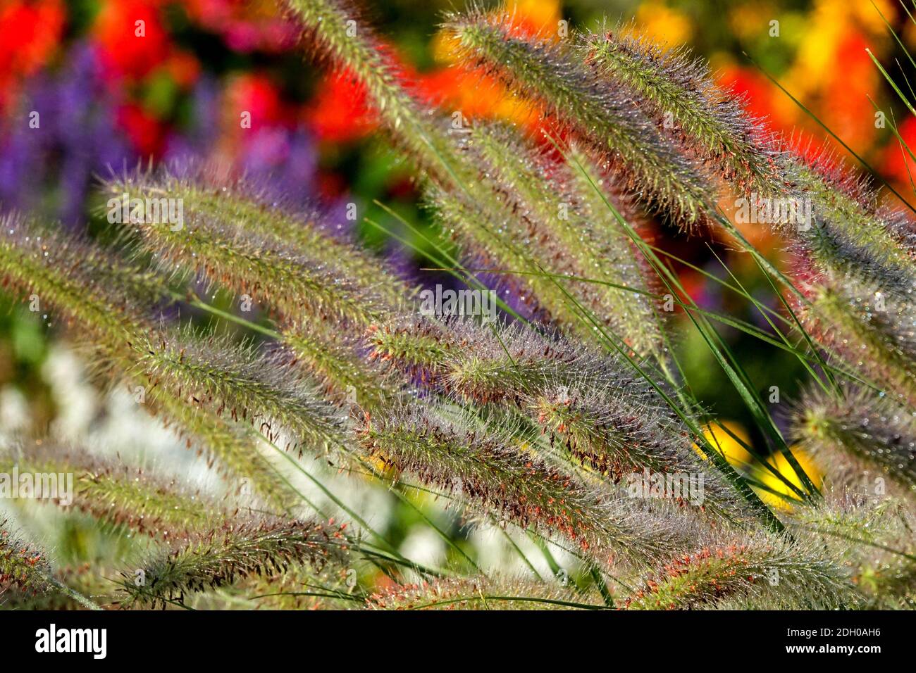 Herbes ornementales, herbe à plumes, panicules Pennisetum dans le jardin coloré de fin d'été Banque D'Images