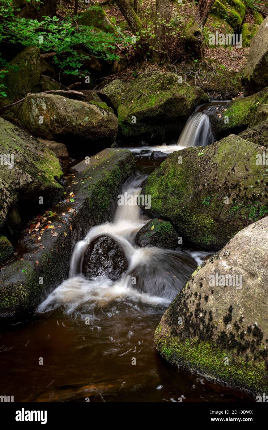 Padley gorge, parc national de Peak District. Derbyshire Angleterre Royaume-Uni Banque D'Images