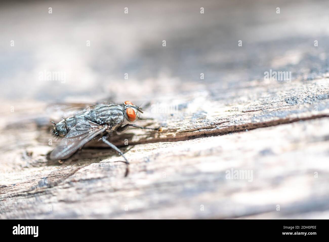 La macrophotographie d'un vol domestique noir sur une lumière surface Banque D'Images