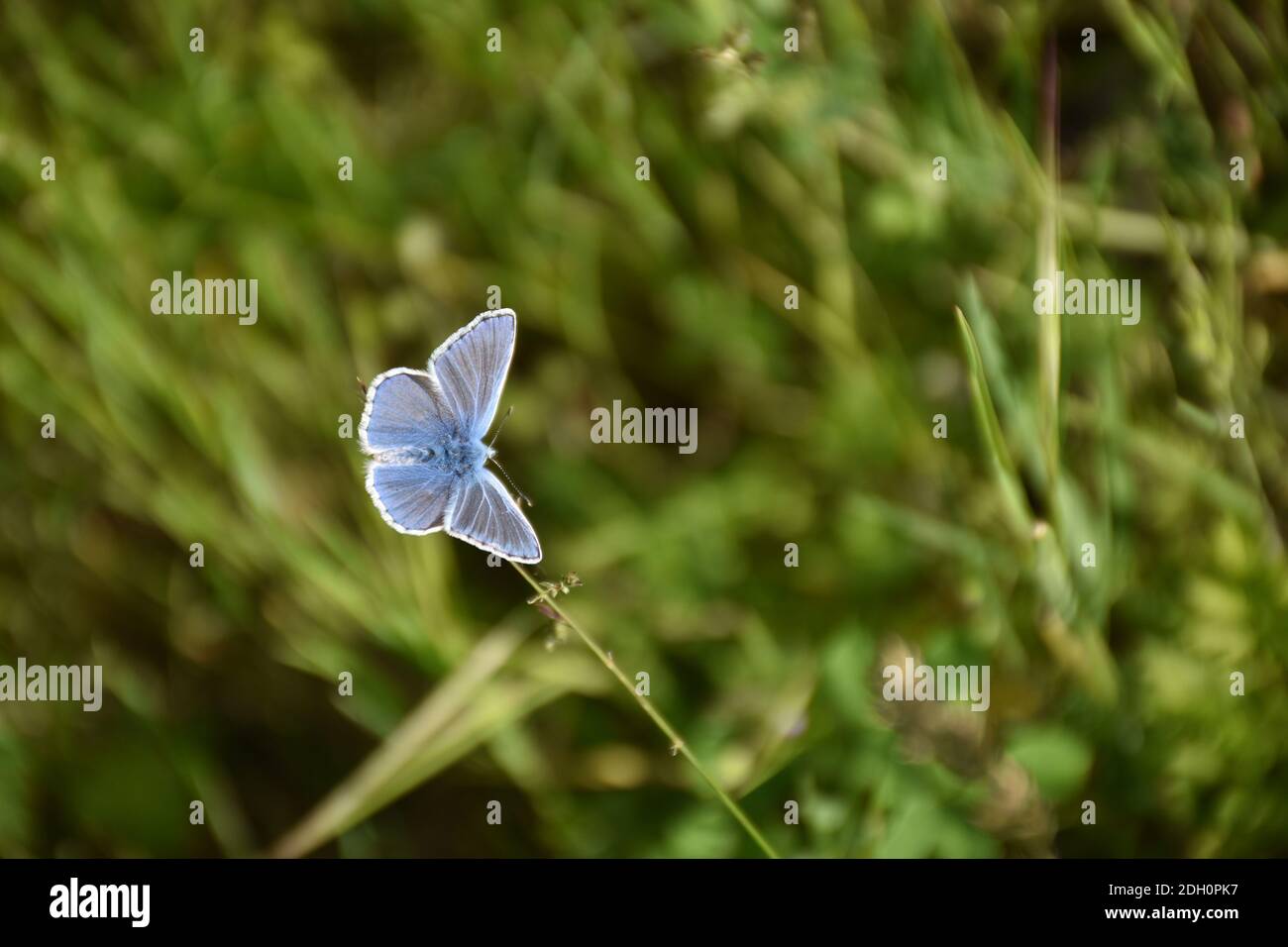 Icarus papillon (Polyommatus icarus) perché sur une lame d'herbe. Banque D'Images