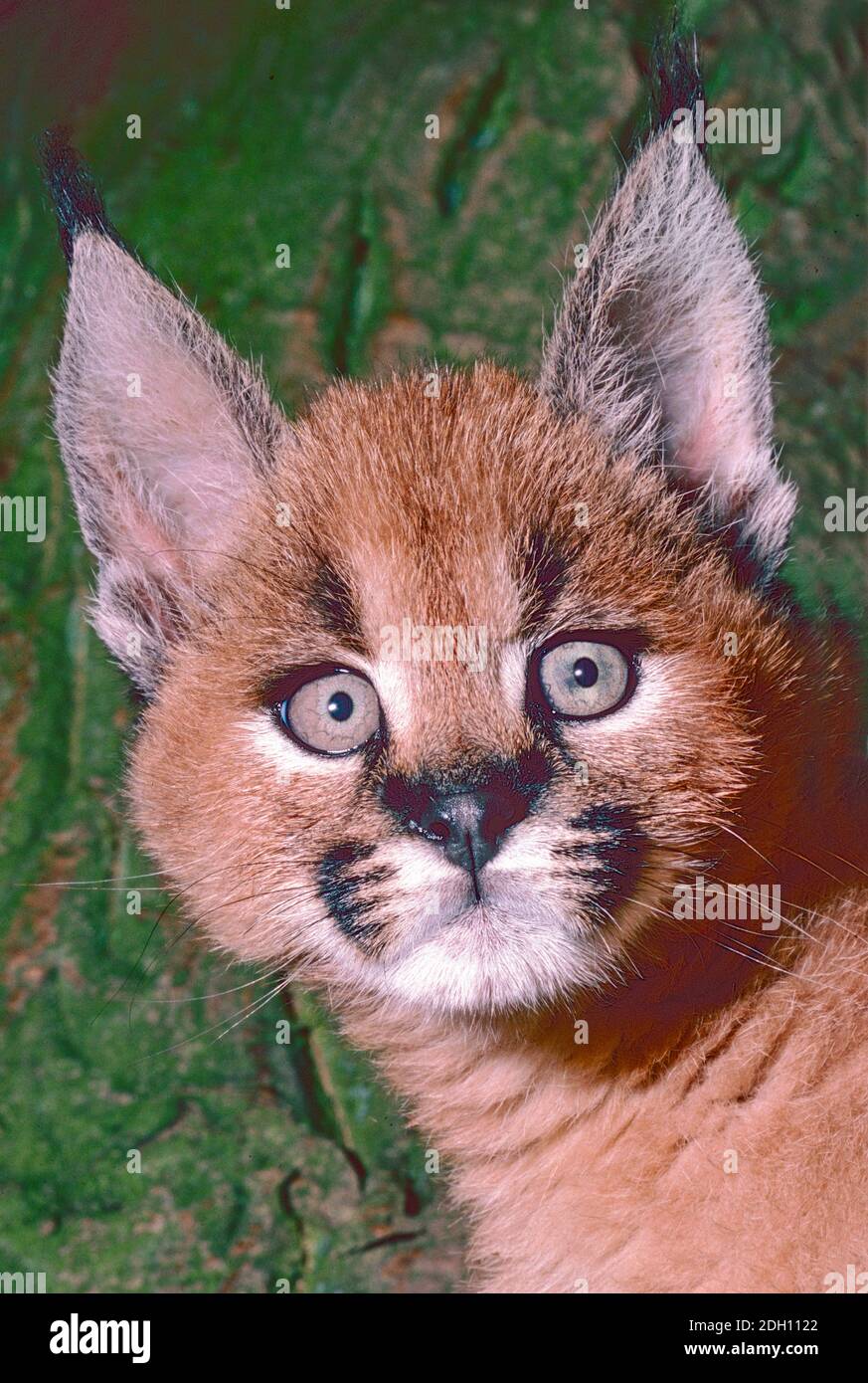 Jeune Caracal , (Caracal caracal,) trouvé en Afrique, Moyen-Orient, Asie centrale, Inde. Banque D'Images