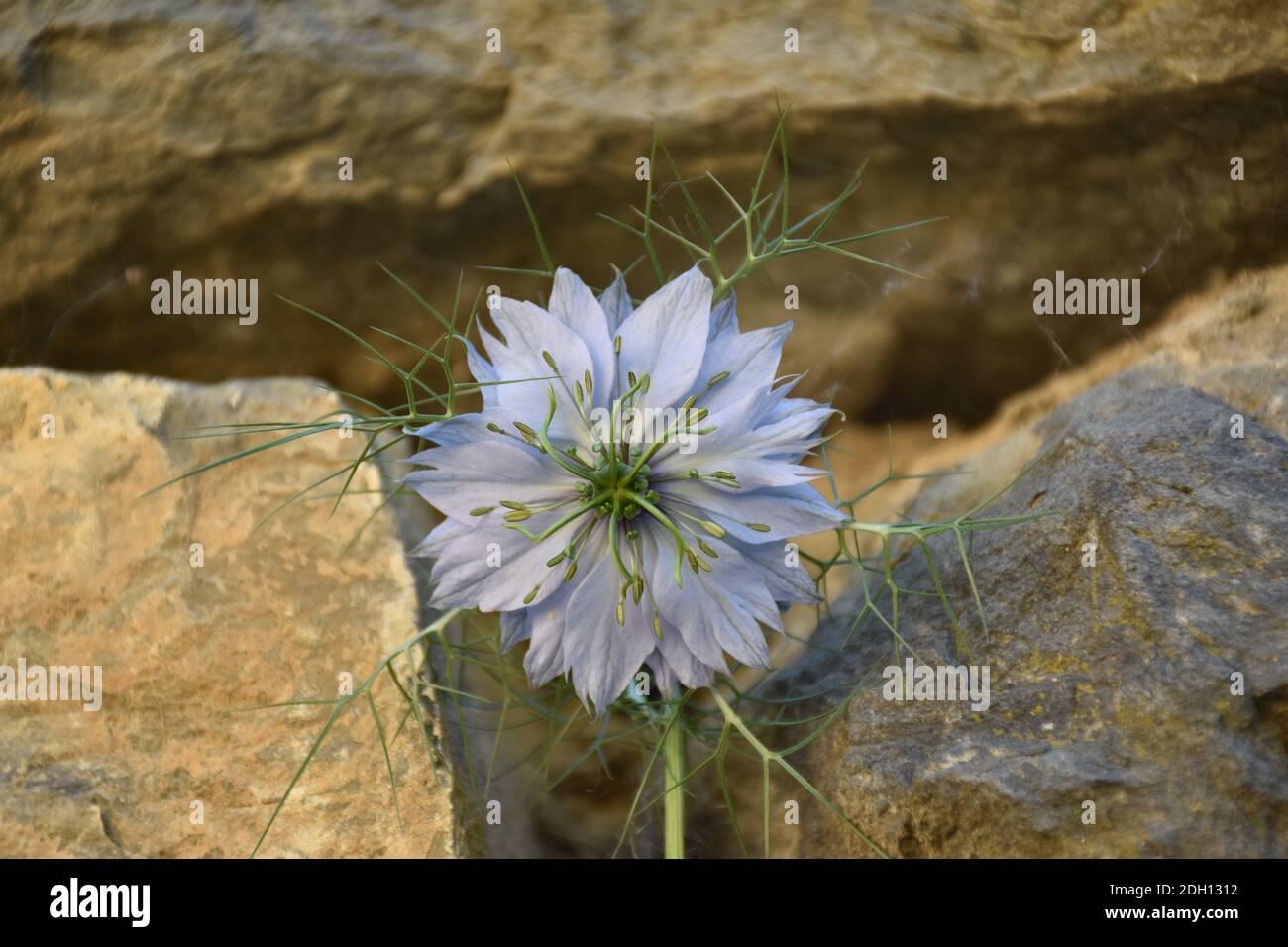 Fleur bleue de Nigella damascena à côté du mur de pierre sèche. Banque D'Images