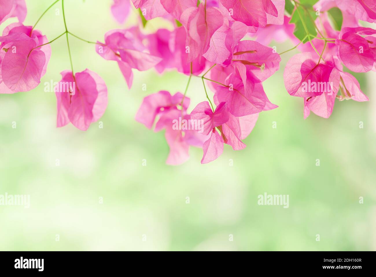 Belle fleur pourpre exotique Bougainvillea sur fond vert clair Banque D'Images