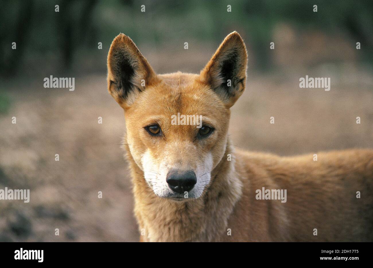 Dingo, canis familiaris dingo, Portrait d'adulte Banque D'Images