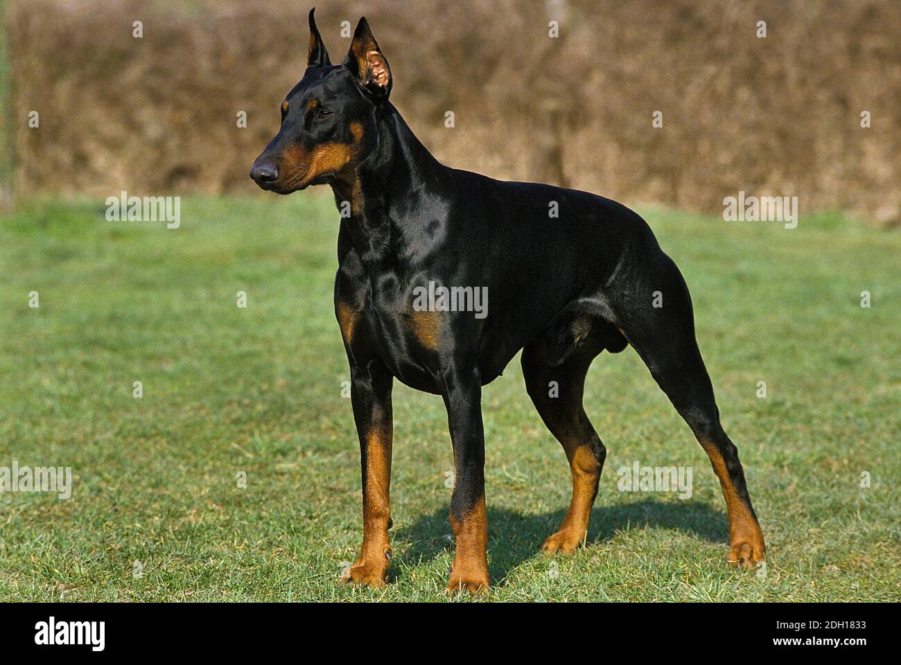 Standard pinscher Banque de photographies et d’images à haute résolution Alamy