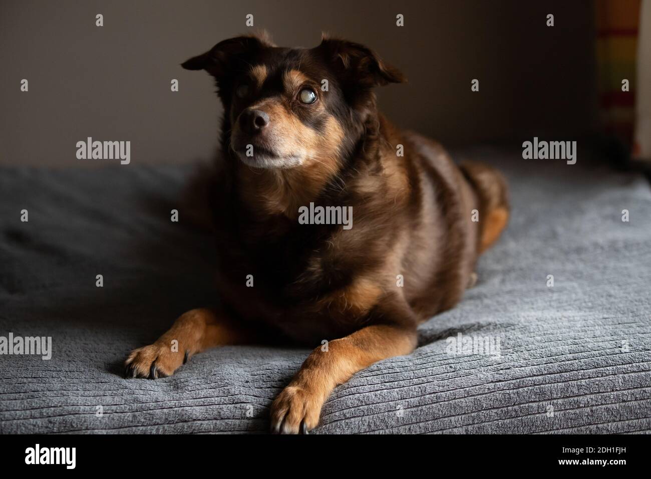 Chien diabétique Banque de photographies et d’images à haute résolution Alamy