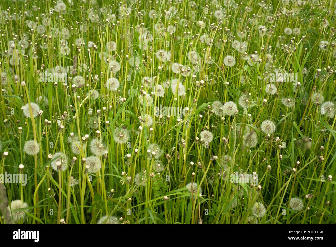 Arrière-plans naturels des prairies d'été. Champ vert avec pissenlits blancs. Fleurs et herbe. Banque D'Images