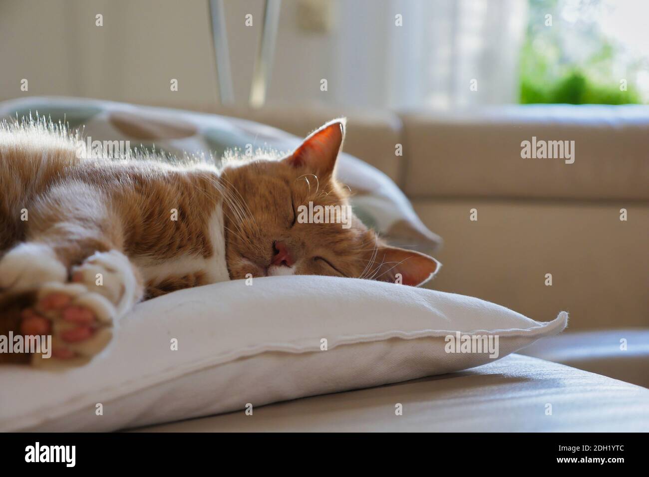 Tabby chat napping sur l'oreiller. Prise de vue moyenne. Banque D'Images