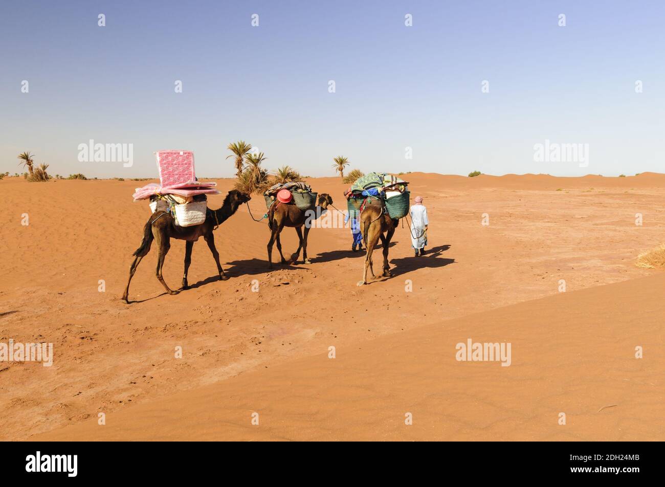 Caravane de chameaux avec palmiers et dunes de sable au Sahara, Maroc, Afrique. Banque D'Images