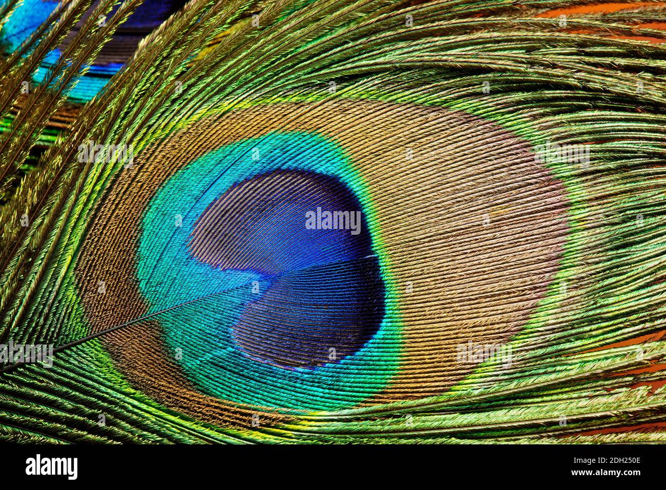 gros plan d'une plume de paon montrant l'iridescence Banque D'Images