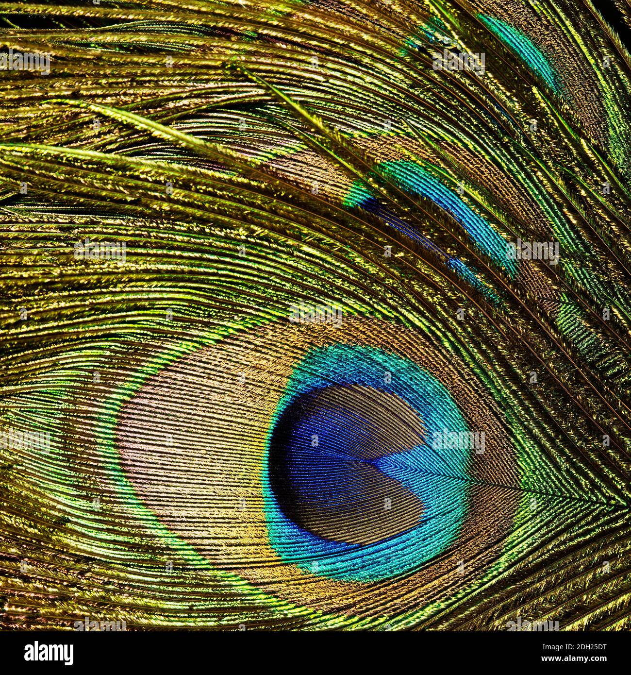 gros plan d'une plume de paon montrant l'iridescence Banque D'Images