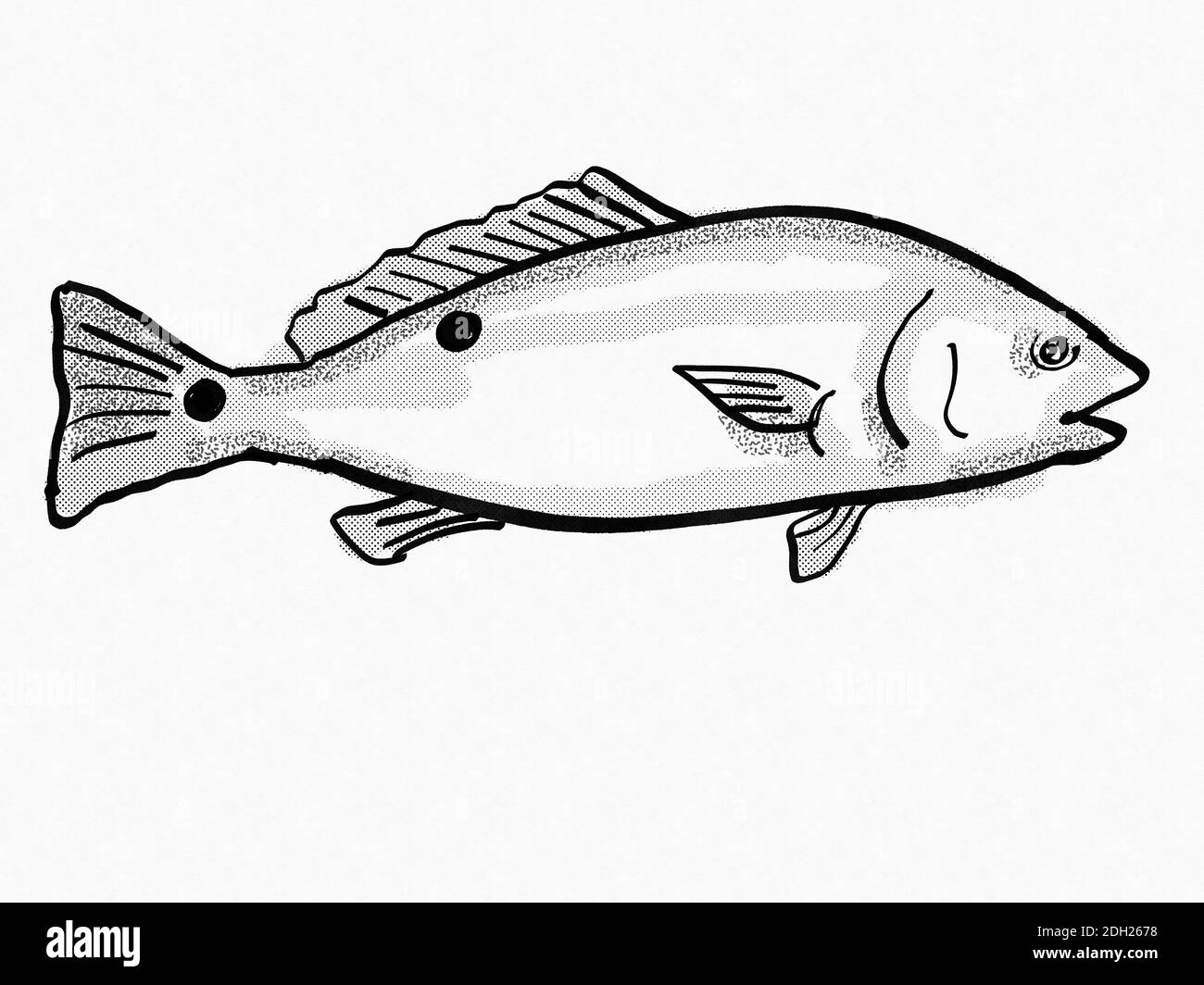 Red Drum South Carolina Inshore Fish Cartoon dessin rétro Banque D'Images