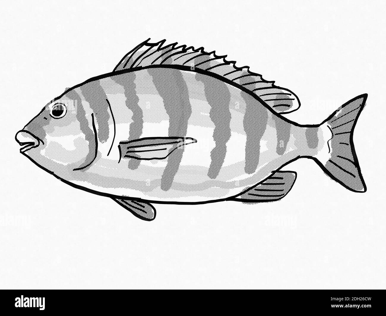 Sheepshead dessin rétro de dessin de dessin de dessin de dessin de dessin de poisson côtier de Caroline du Sud Banque D'Images
