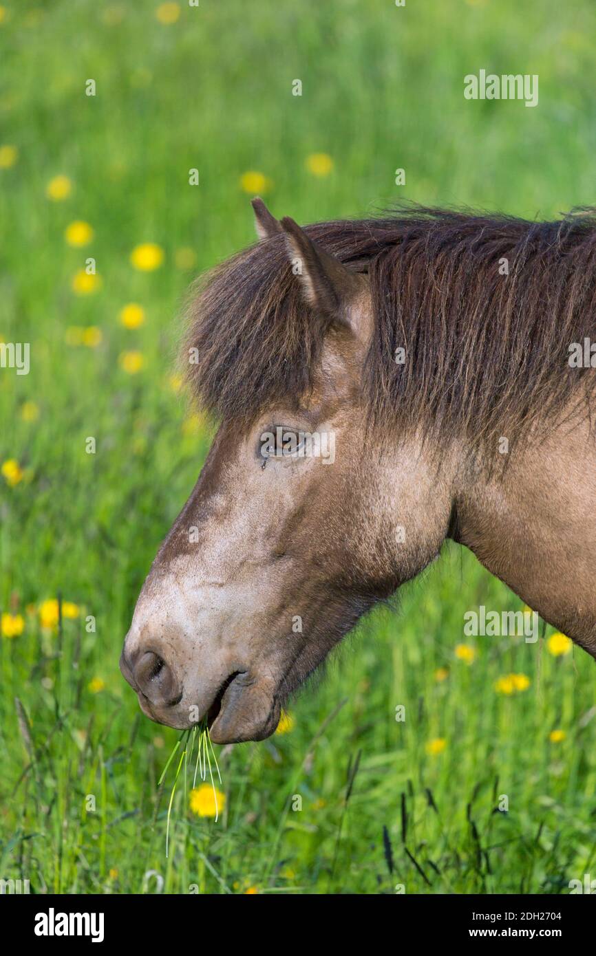 Portrait en gros plan du cheval islandais (Equus ferus cabalus / Equus Scandinavicus) mangeant de l'herbe dans les prairies en été, Islande Banque D'Images