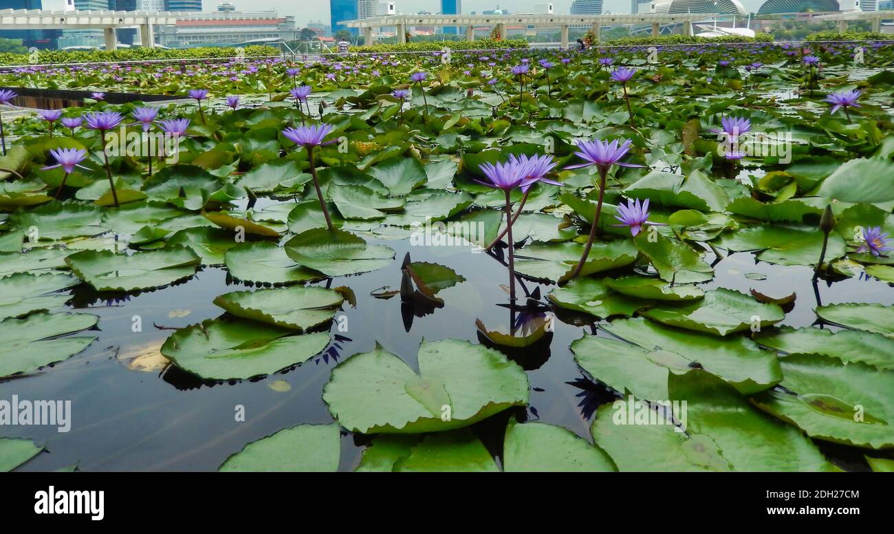 SINGAPOUR - 6 mai 2017 : quartier financier et d'affaires de Singapour depuis l'étang de lotus en face du Musée ArtScience à Marina Bay Sands. Banque D'Images