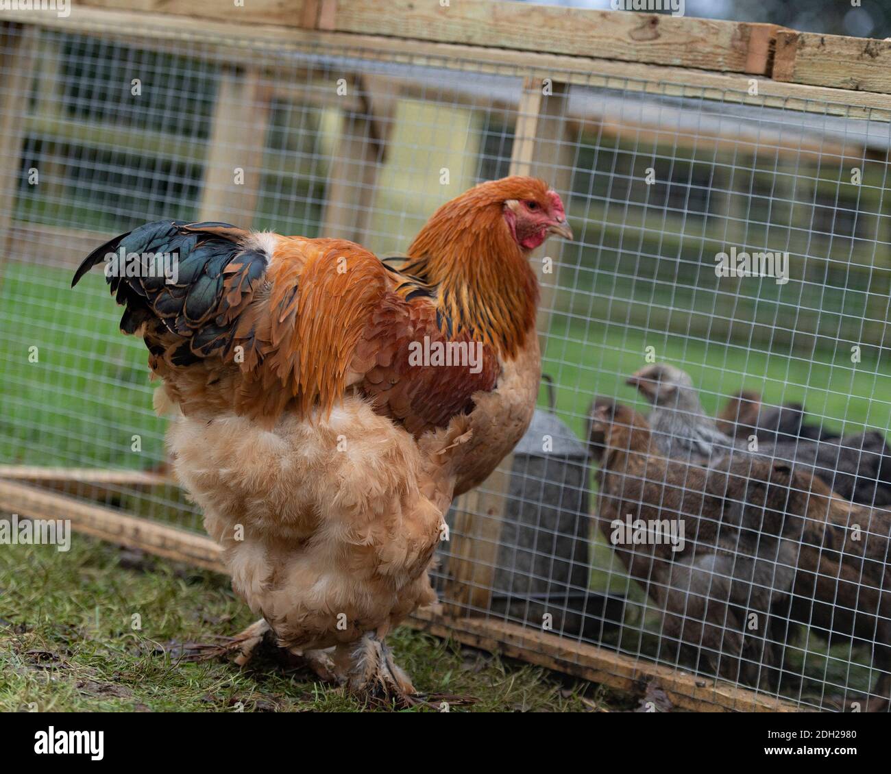 Brahma poulets de gamme libre Banque D'Images