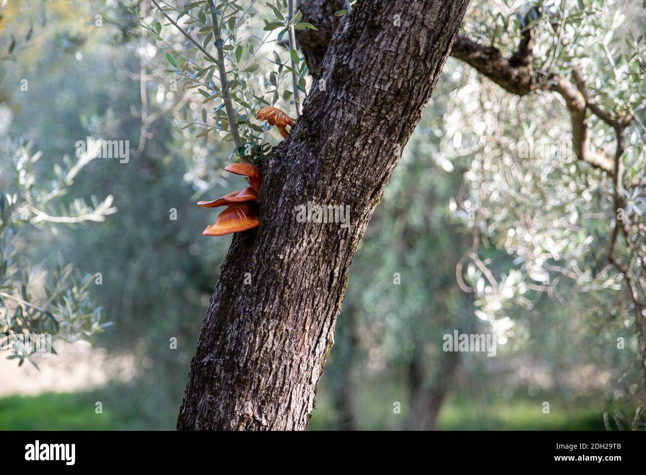 Omphalotus olearius, champignon de l'écorce d'olive Banque D'Images