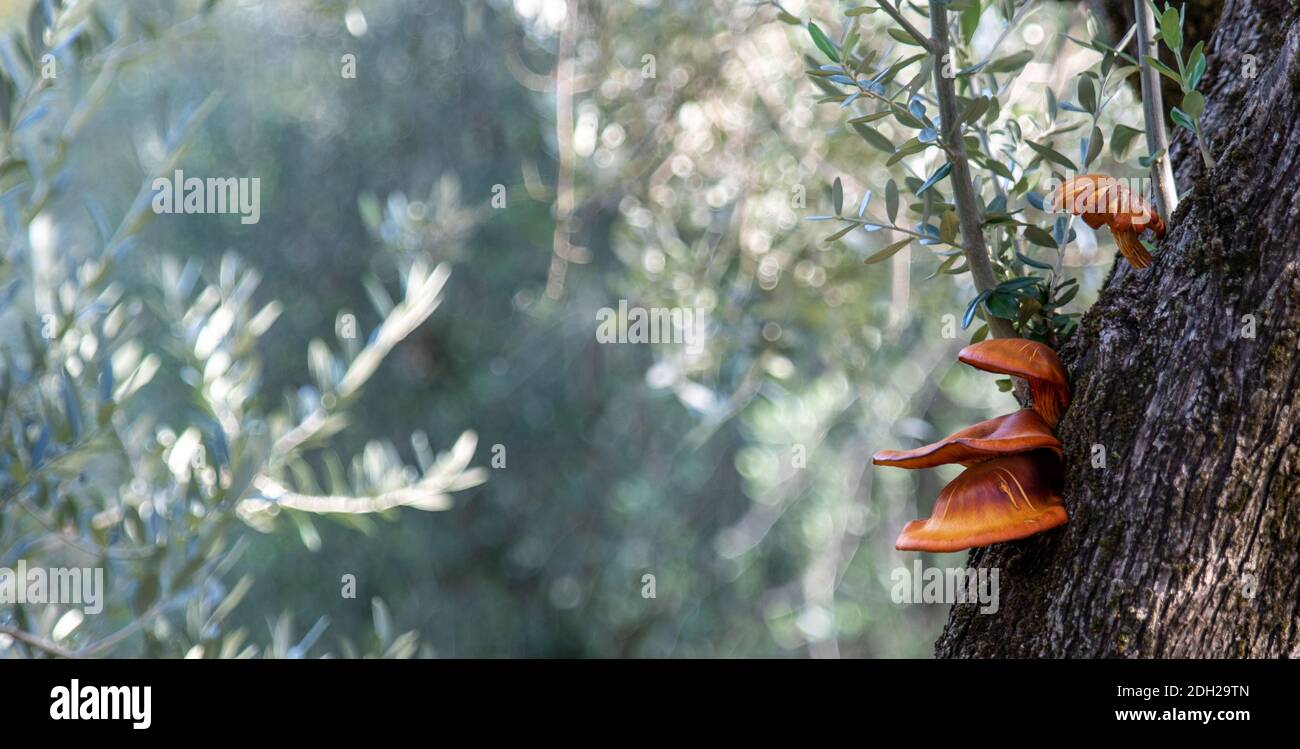 Omphalotus olearius, champignon qui pousse sur l'écorce des oliviers Banque D'Images