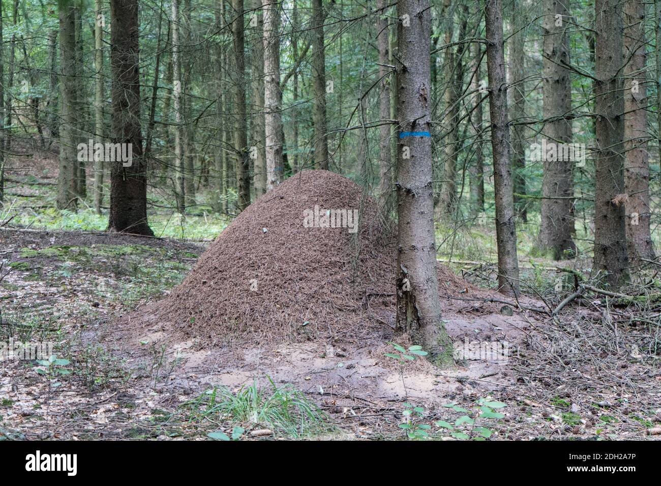 La fourmilière de fourmis Formica forêt rouge Banque D'Images