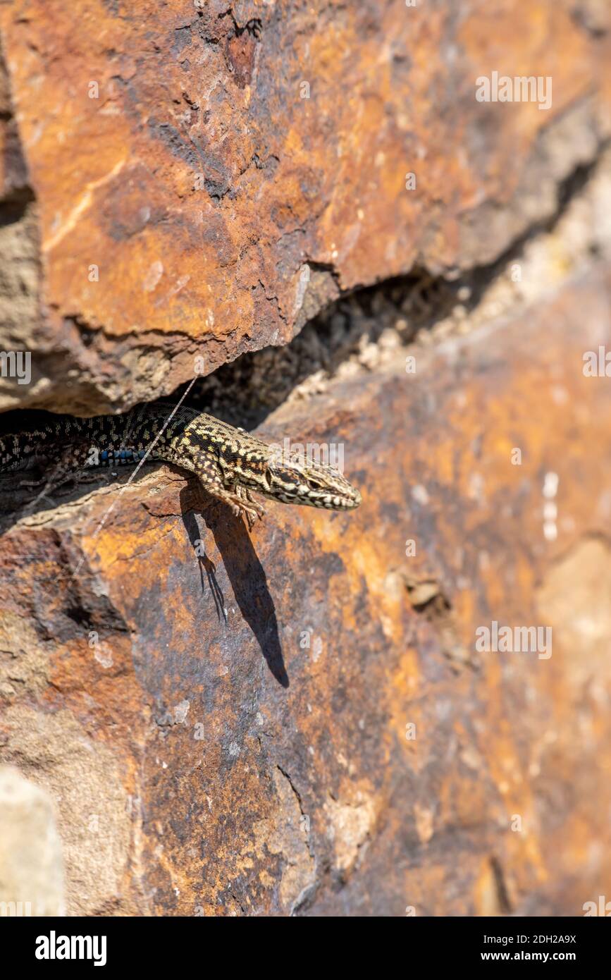 Lézard Banque D'Images