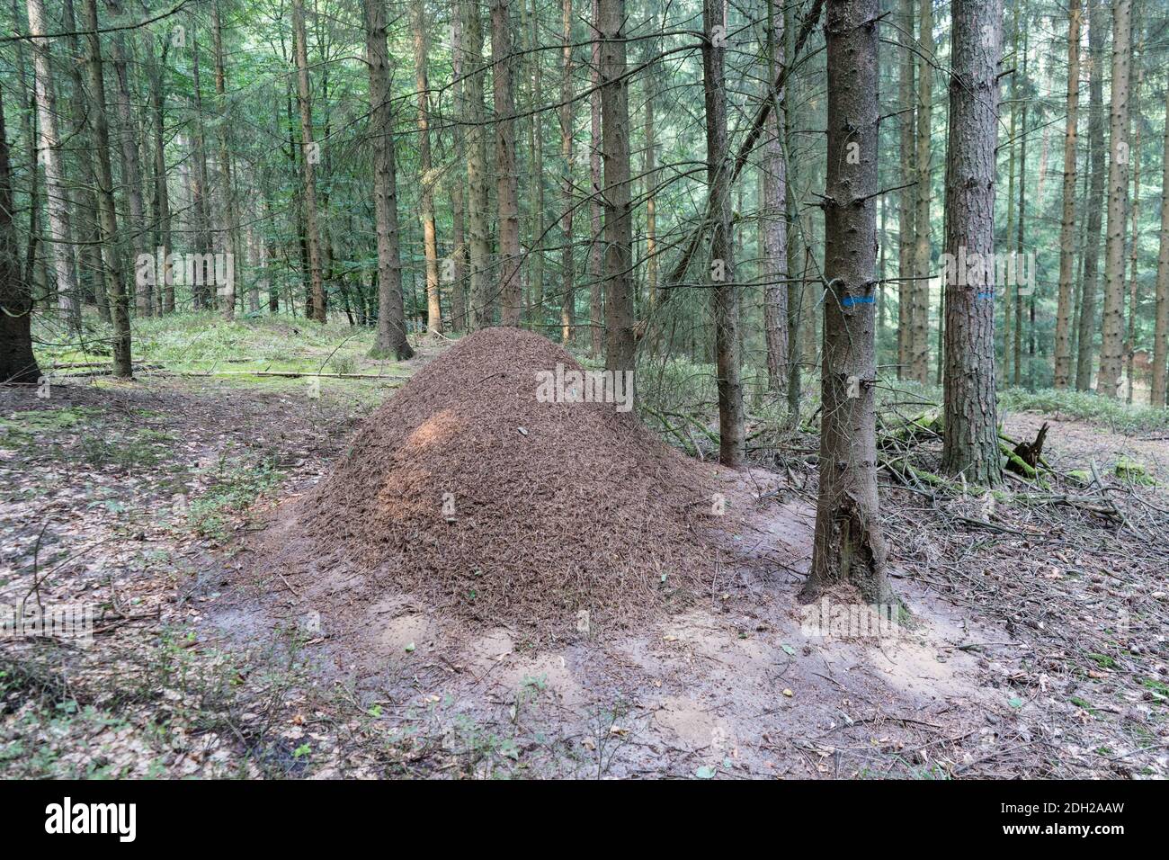 La fourmilière de fourmis Formica forêt rouge Banque D'Images