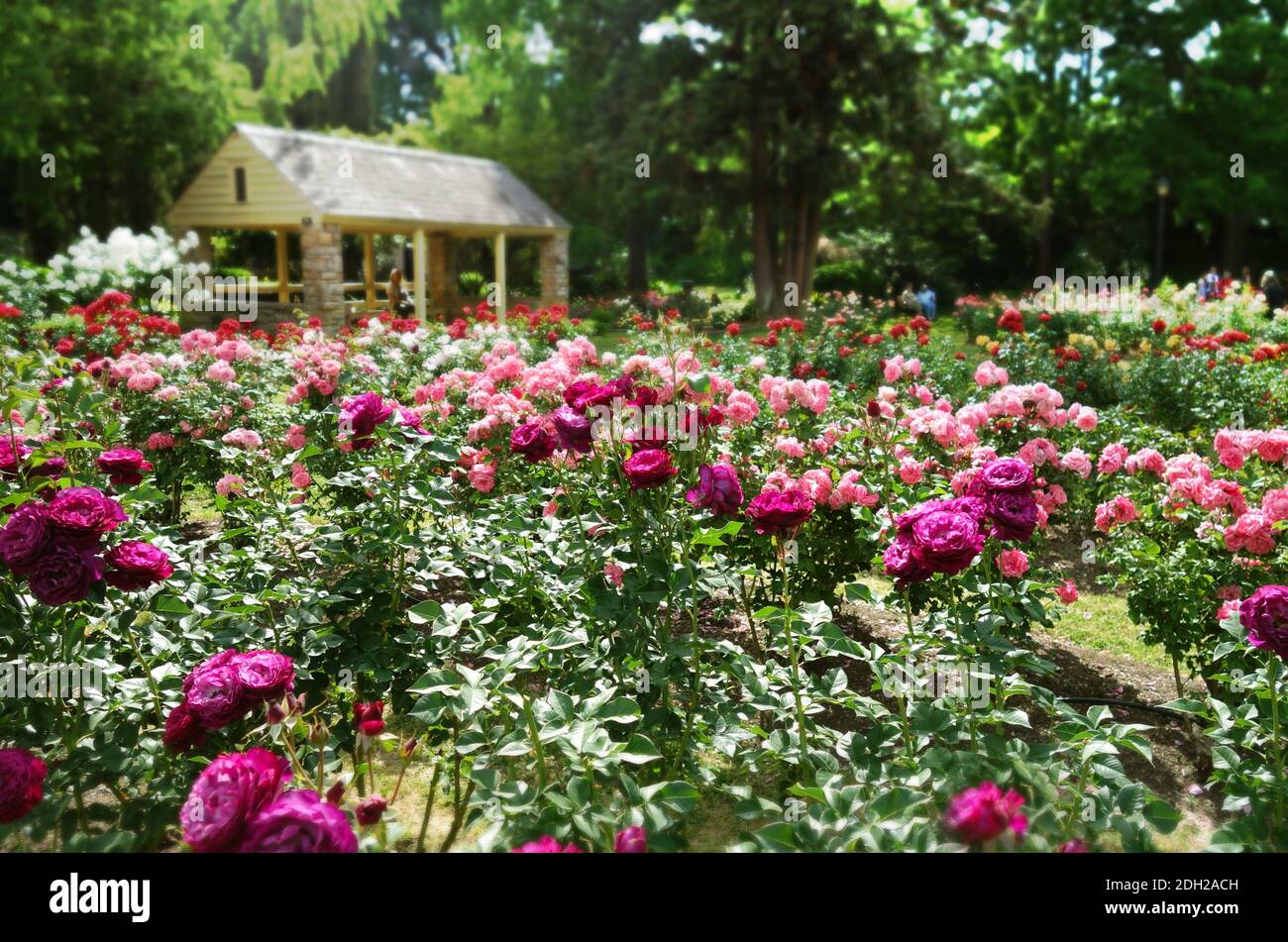 La Rose Garden à Raleigh Banque D'Images