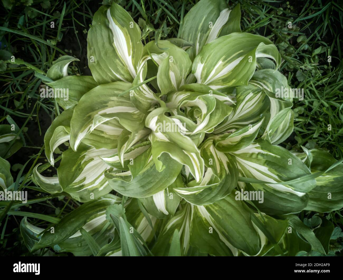 Plante décorative Hosta undulata Mediovariegata pour la conception de jardins et de parcs Banque D'Images