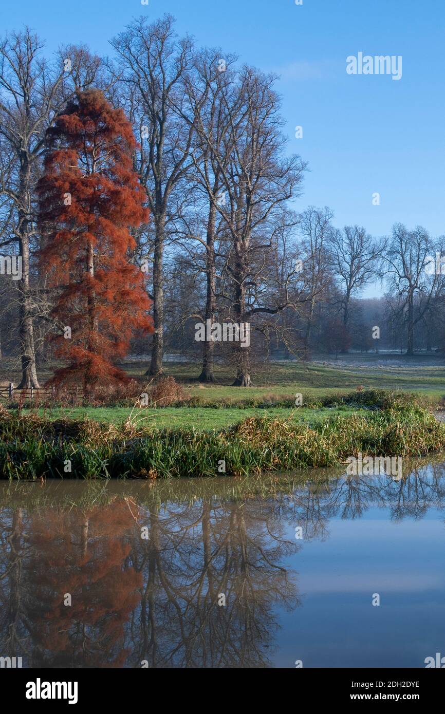 Un magnifique arbre orange avec une belle toile de fond Banque D'Images