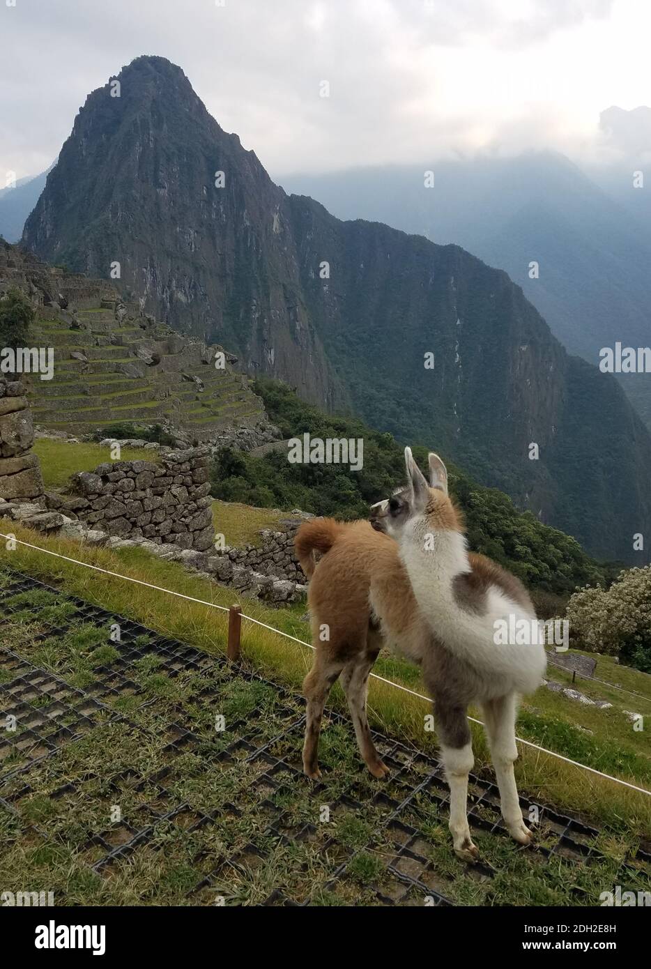 Lamas au Machu Picchu au Pérou, en Amérique du Sud, avec la citadelle et les montagnes andines en arrière-plan. Banque D'Images