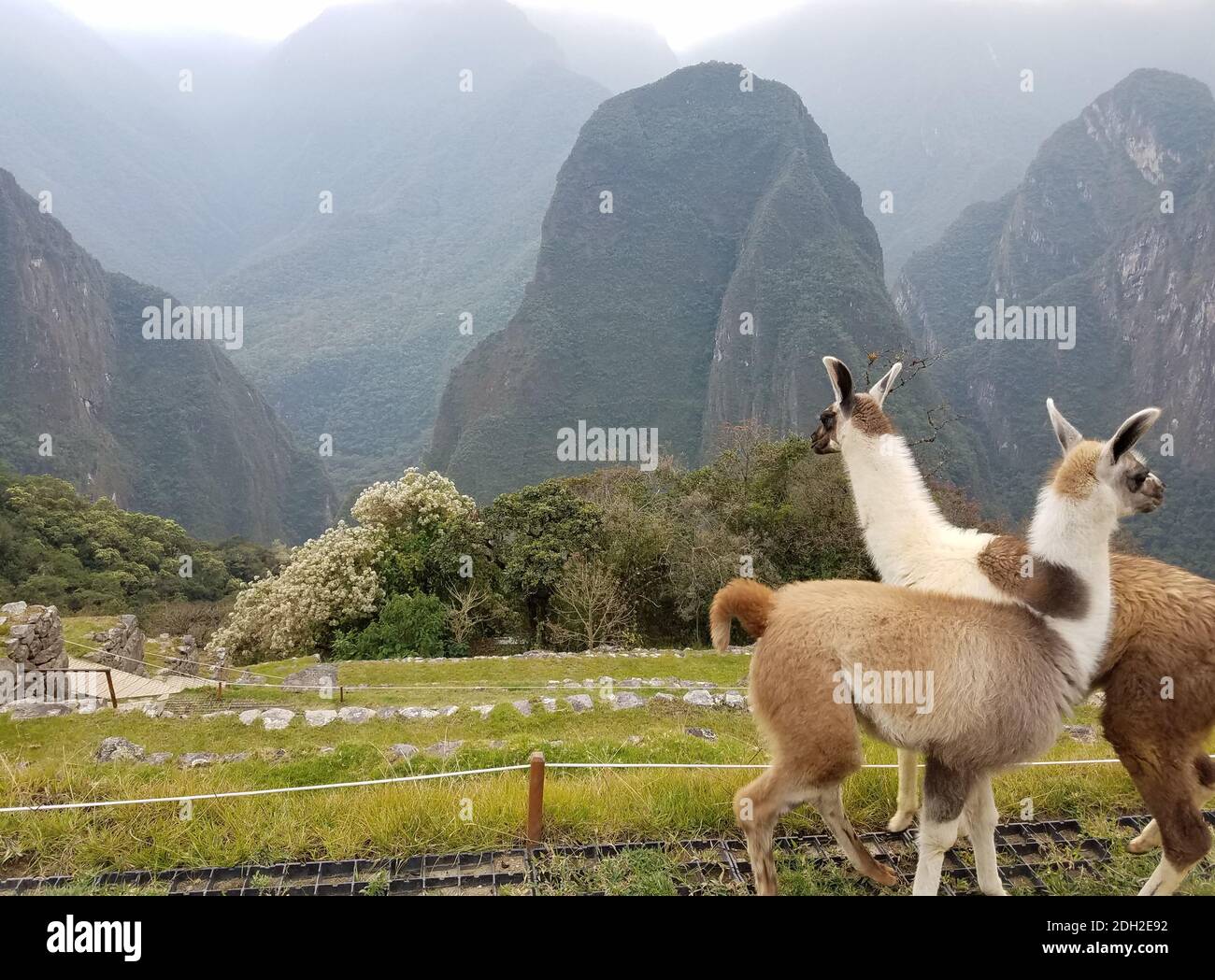 Lamas au Machu Picchu au Pérou, en Amérique du Sud, avec la citadelle et les montagnes andines en arrière-plan. Banque D'Images